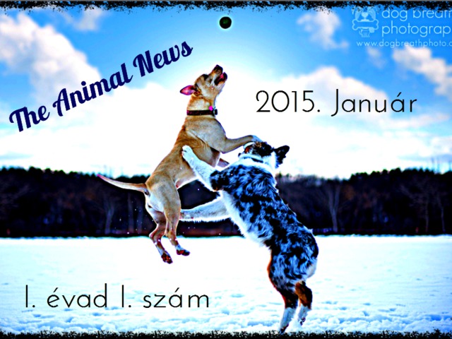 The Animal News ~ 2015 Január