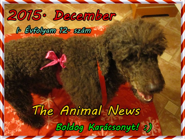 The Animal News ~ 2015. December