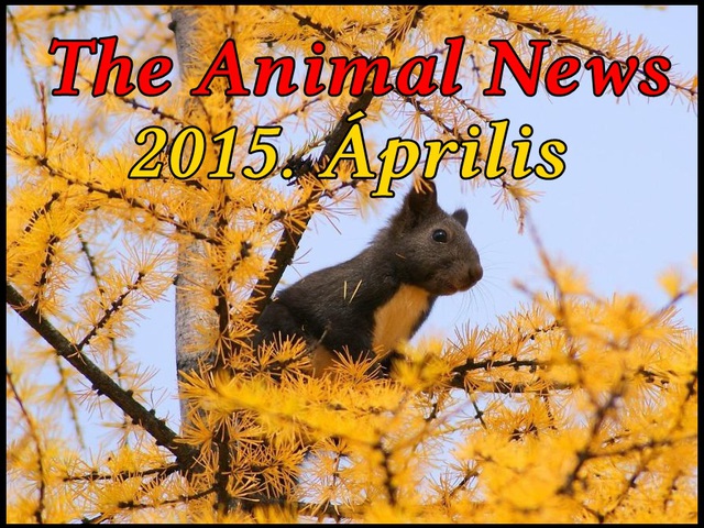 The Animal News ~ 2015. Április