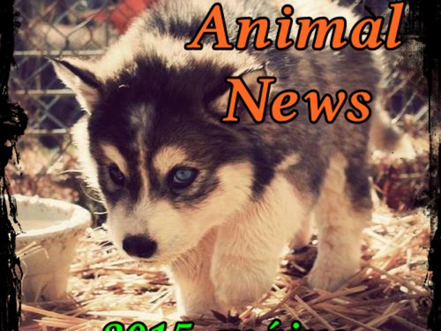 The Animal News ~ 2015. Május