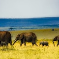 Elefánt trágyából füzet vagy könyv-Mit jelent a fenntartható fejlődés az elefántok szemszögéből?