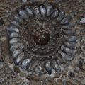 A Shell Grotto-ról kagylóhéjban