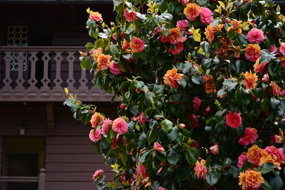 Búcsúzóul egy rózsabokor a szomszédos svájci faház mintájára épült kerti lak mellől. 