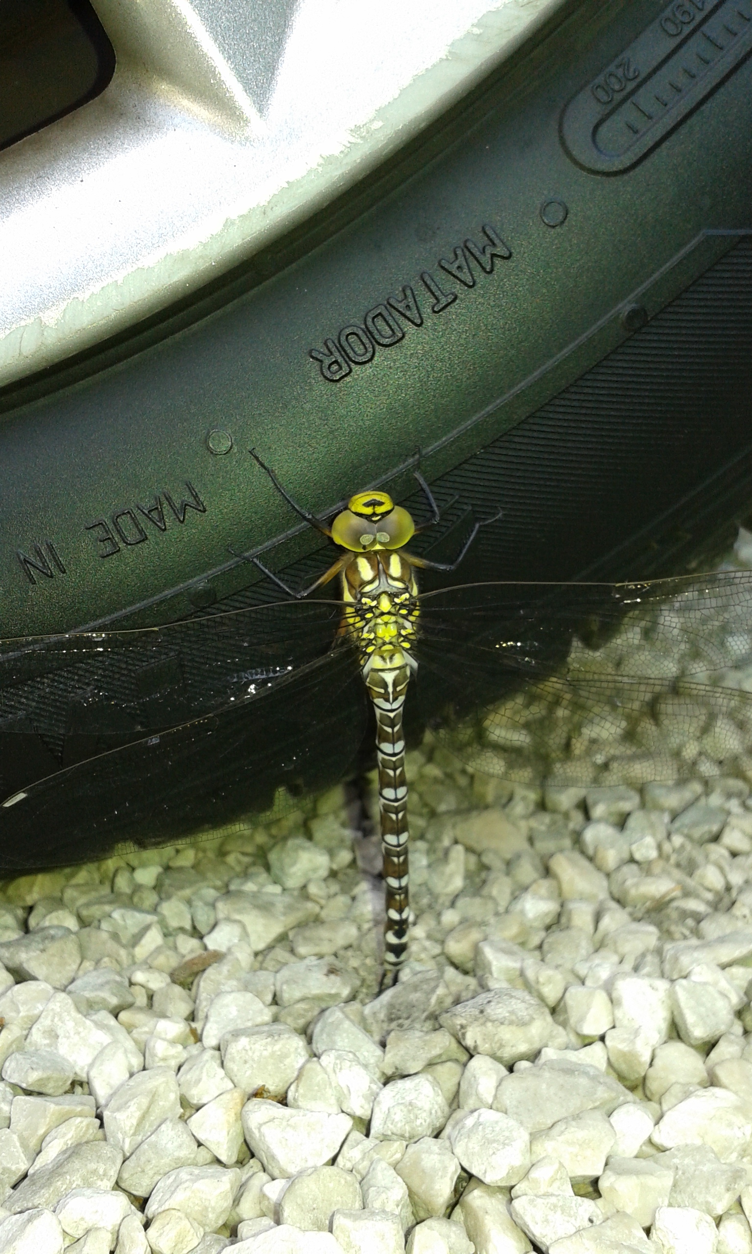 20150625_102619.jpg