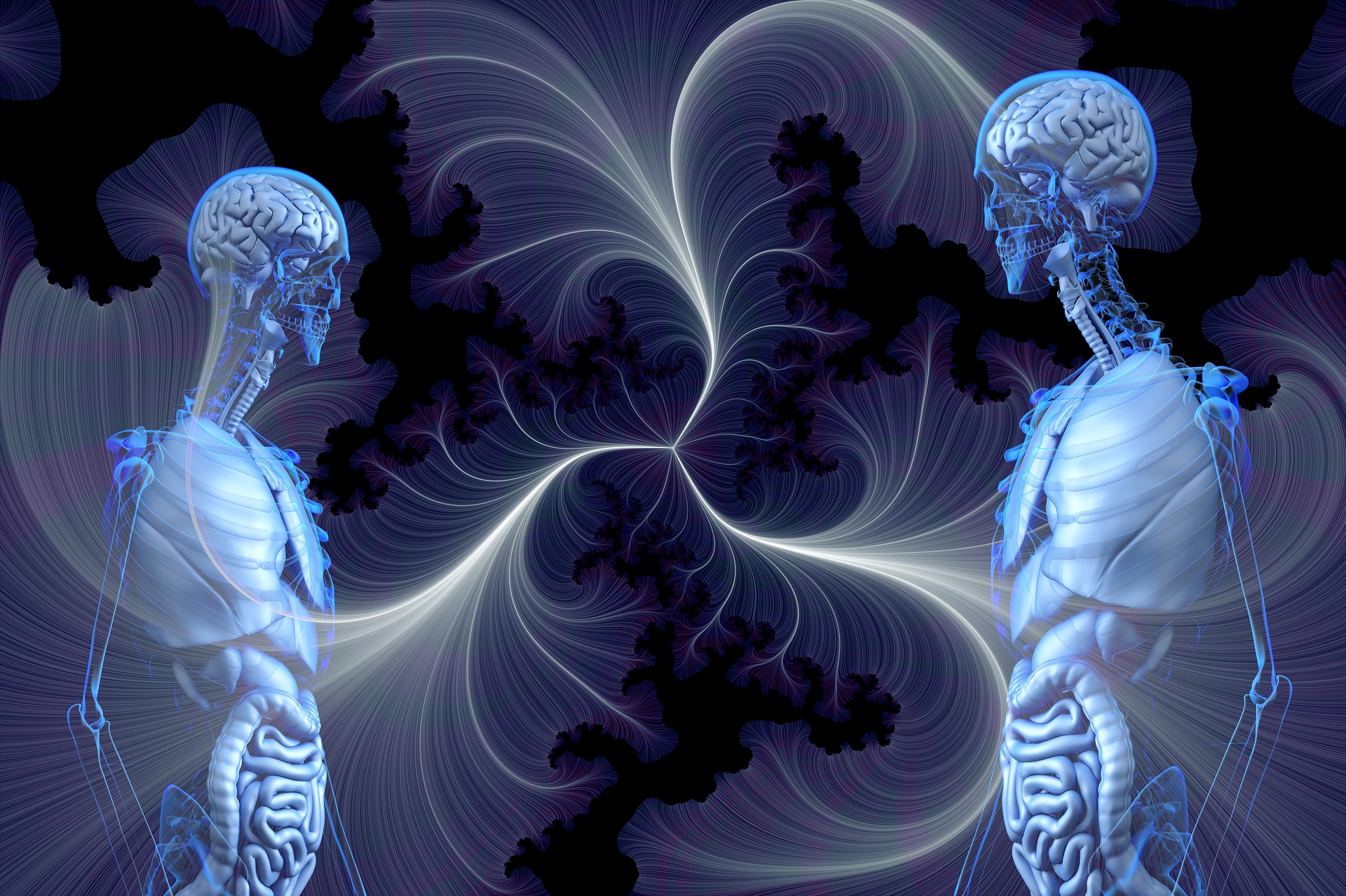 anatomy-4033242_1920.jpg