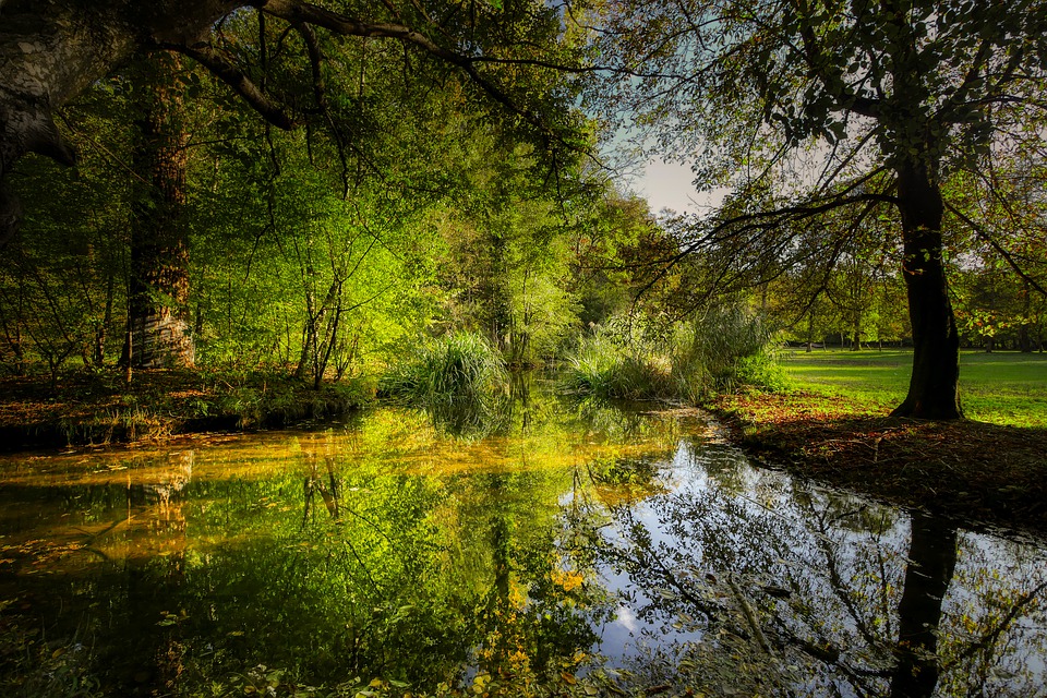 pond-4528553_960_720.jpg