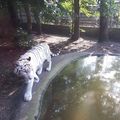 Fehér tigris, Nyíregyháza Zoo és Vadaspark #zoo #tiger #hungary #nyiregyhaza #animals #cats