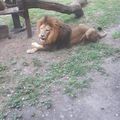 Hím oroszlán, Nyíregyházi Zoo és Vadaspark #lion #zoo #hungary #nyiregyhaza #animals #cats