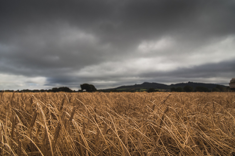 waterford-distillery_harvest-1.jpg