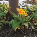 Little flower in the snow #flowerinsnow #winterflower #winter 