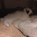 #cutiebunny #layingbunny #layingrabbit #cuterabbit #therabbitfluffy 