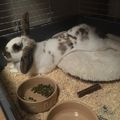 Dropped himself and got comfy :) #ififitsisits #layingbunny #comfybunny #bunny #foodcoma #therabbitfluffy 