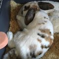 Sleeping sweetness #sleepingbunny #cutebunny #bunny #fluffytherabbit 