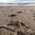 #seastar #beach #seashore #winterbeach #natureart #nofilter 