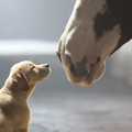 Budweiser - "Puppy love"