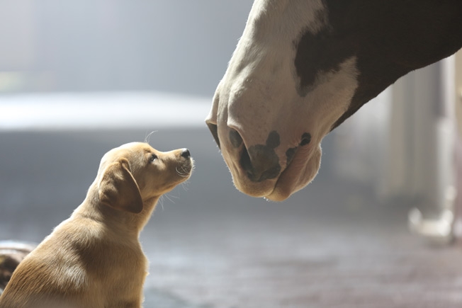 budweiser-puppy-love-hed-2014.jpg