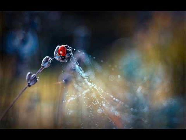...::: Chillout Dreams Vol 15. :::...