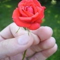 Egy piciny rózsaszál