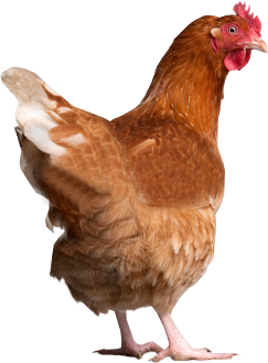 homechicken.png