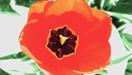 Tulipános