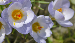 Crocus tommasinianus