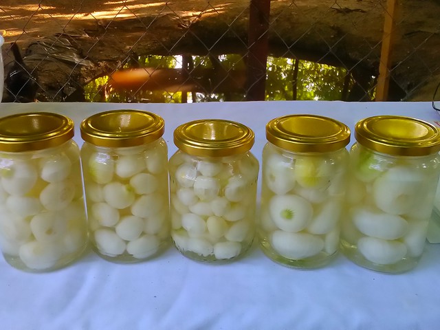 Ecetes gyöngyhagyma