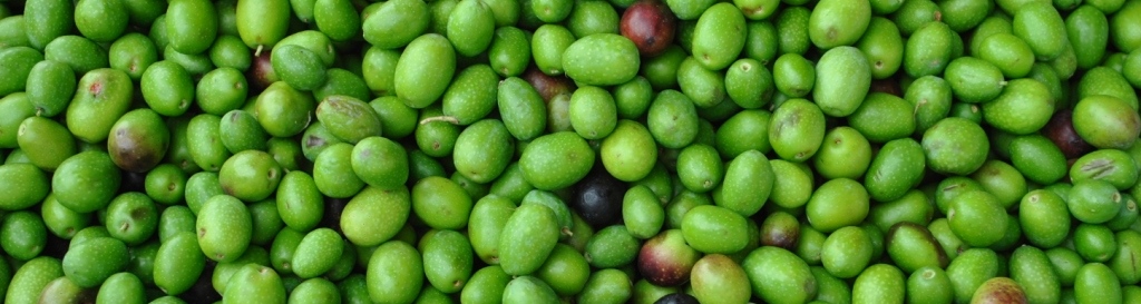 olive_toscane_1.JPG