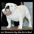 135. Westminster Dogshow NewYork USA "2011 Bulldog results"