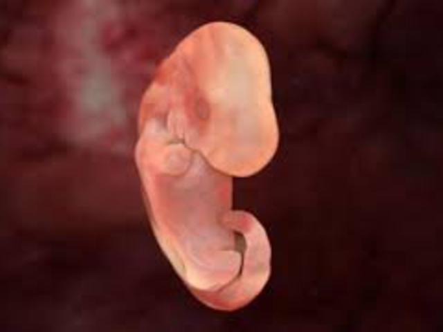 94. Óda a kilökődött embriónkhoz!