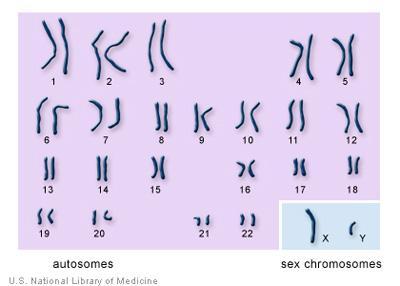 chromosomes.jpg