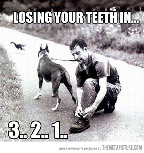 funny-dog-leash-teeth.jpg