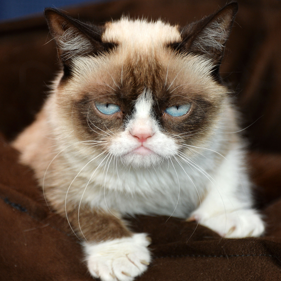 grumpy-cat.jpg