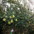 A birs: alma, vagy körte?