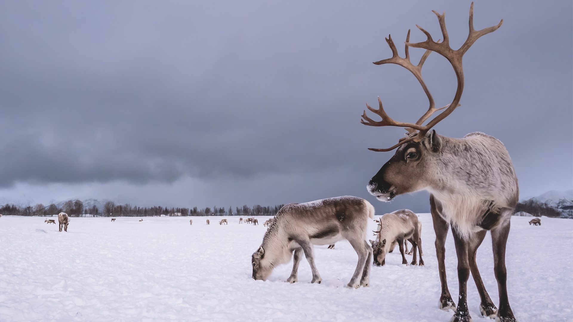 070120-reindeer-1.jpg