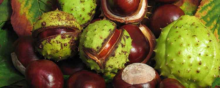 horse-chestnut-health-benefits.jpg