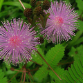 MIMOSA PUDICA