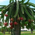 PITAYA