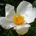 FRANKLINIA ALATAMAHA