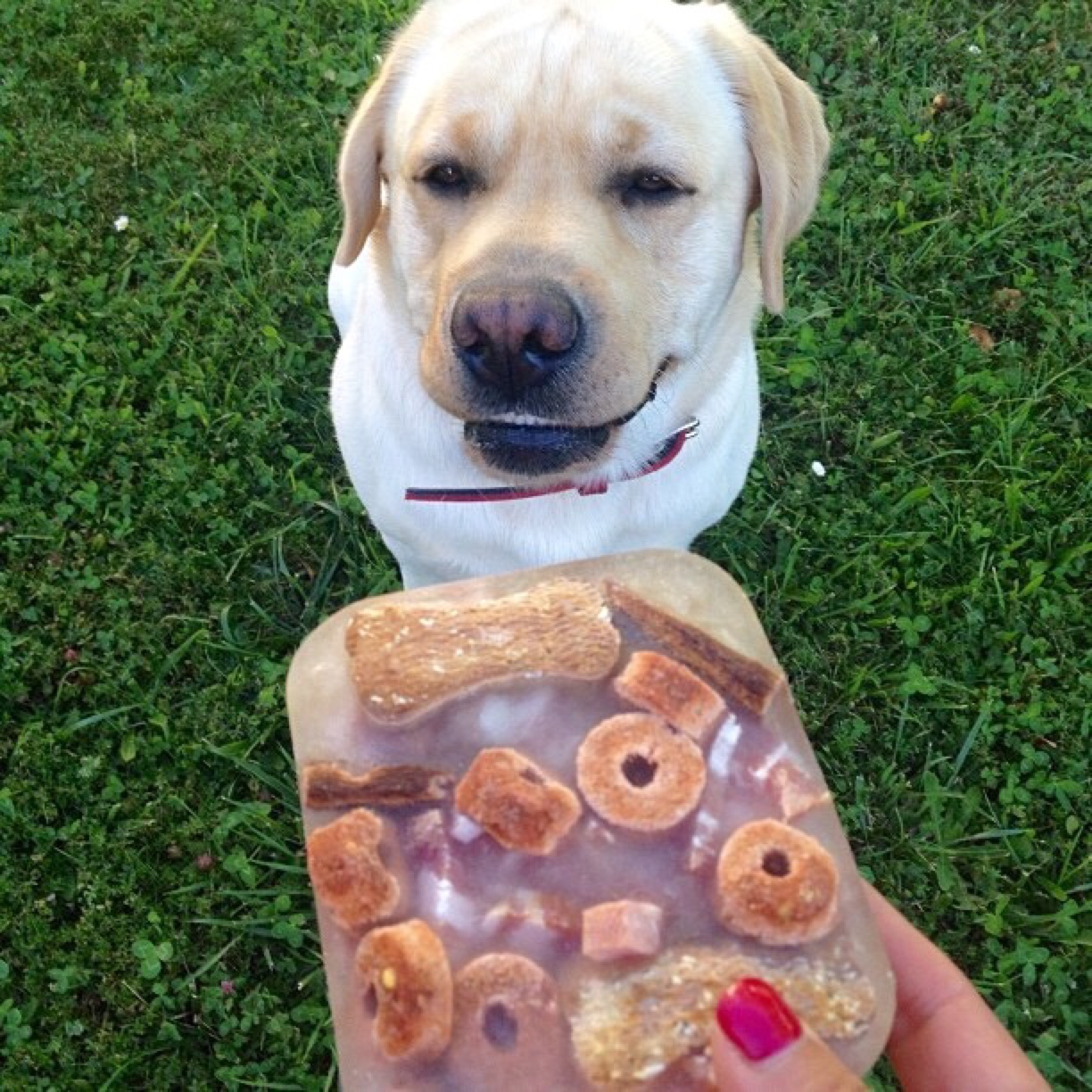 dog_diy_ice_treat_summer_outdoors.jpg