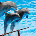 Delfin show es aquapark Alanyaban a török rivieran – 2017.  7 nap / 6 ejszaka