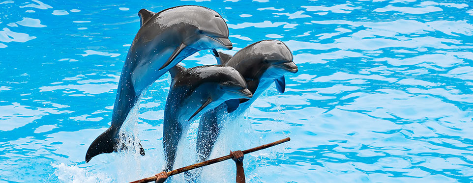 delfin12.jpg
