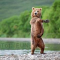 Medve tánc