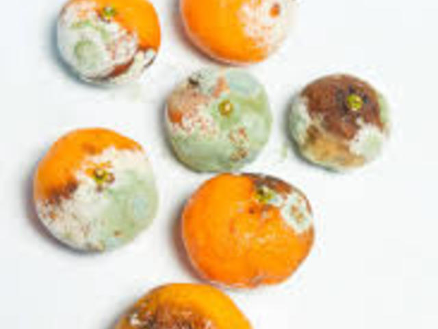 NER: Nemzetieskedő Erkölcstelen Rendszer