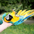 A papagájtartás előnyei