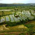 Ricefields at Amlapura