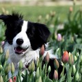 Fedezz fel még több tulipánkertet négylábú barátod társaságában!