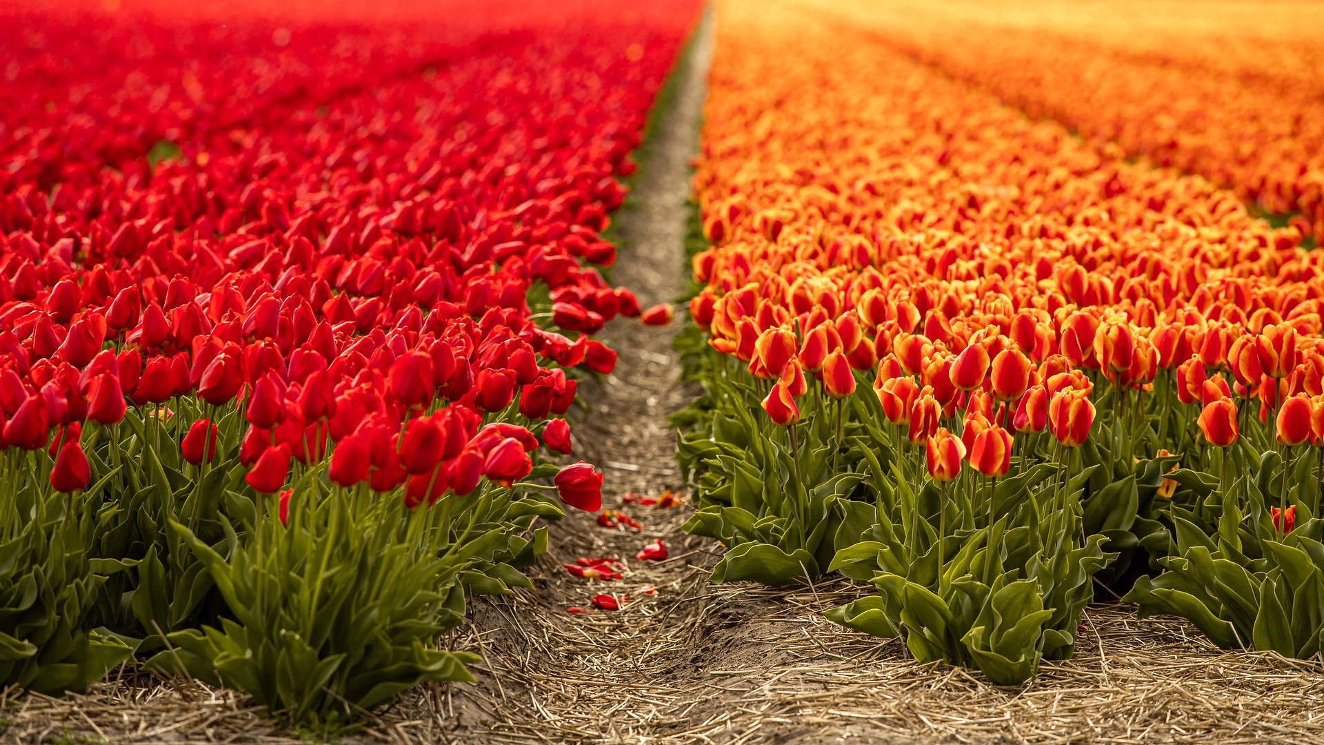 tulips-g1c41a2a5f_1920.jpg