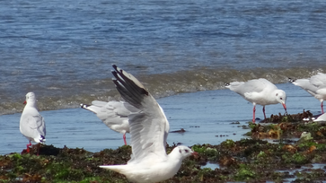 Puerto Madryn és a Valdez félsziget: guanakók, pingvinek, fókák