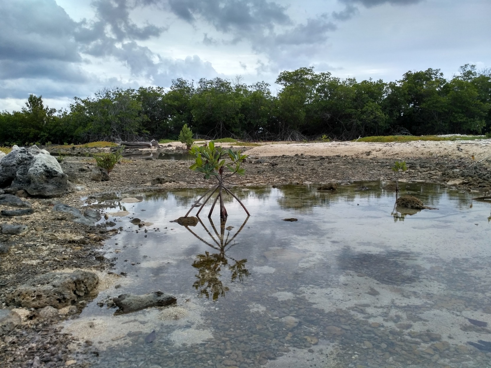 Mangrove-mocsár