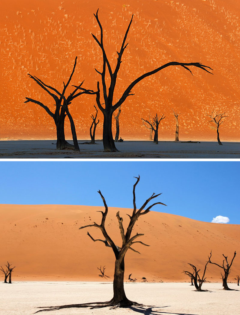 camel-thorn-trees.jpg